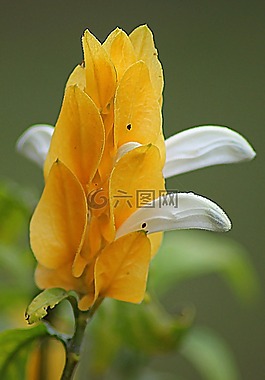 花,野花,開(kāi)花