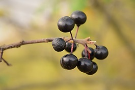 rowanberries,黑浆果,性质