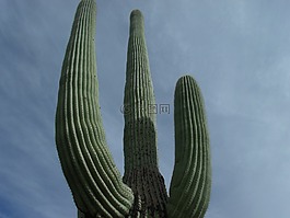 仙人掌,高大,沙漠