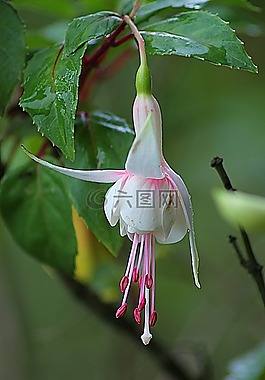 fuhsia,花,野花