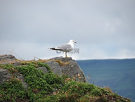 easdale,蘇格蘭,假期