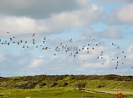 北海島,飛的鳥,鳥類