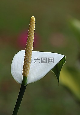 花,馬蹄蓮,花的