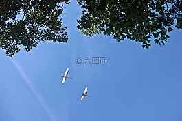 天鵝,飛,鳥