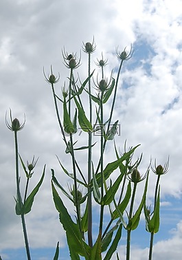 teazle,续断,teazel