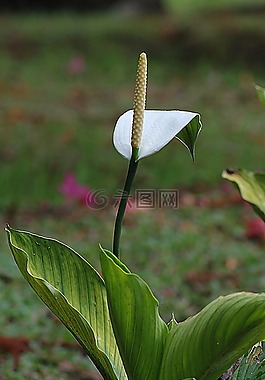 花,白色馬蹄蓮,花的