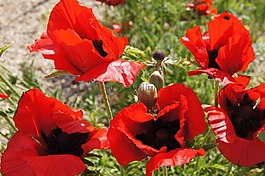 紅罌粟,klatschmohn,性質(zhì)