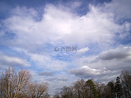 樹,云,天空