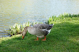動物,鵝,公園