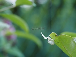 白蜘蛛,白,昆蟲