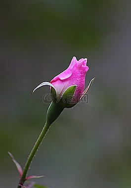 花,玫瑰,花的