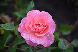玫瑰,雨滴,性質(zhì)