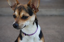 狗,奇瓦瓦,動物