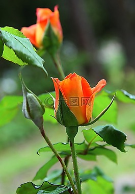 玫瑰,橙色,開花