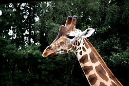 長頸鹿,野生動物,大