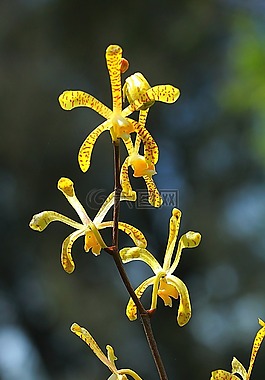 花,蘭花,花的