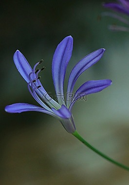 花,agapanthus,花的