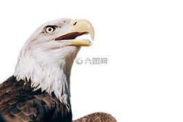 阿德勒,禿頭鷹,鳥