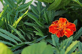 花,花的,植物