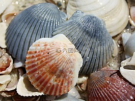 海灘,貝殼,沙