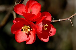 花,紅色的灌木,性質(zhì)