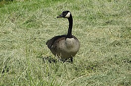 鵝,加拿大,鳥