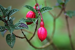 花,fuhsia,花的