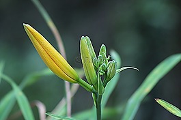 前綻放,花,花的