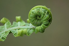 蕨類植物,葉,滾
