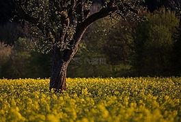 春天,油菜,abendstimmung