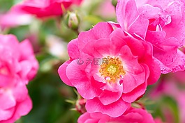關(guān)閉,玫瑰綻放,開(kāi)花