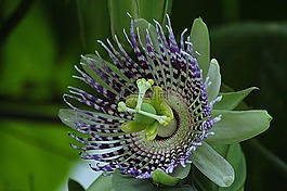 西番蓮,花,開(kāi)花