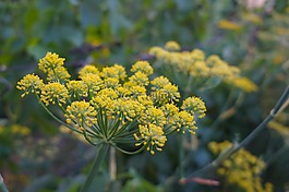 茴香,植物,綠色