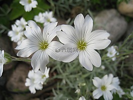鮮花,白夏,花園
