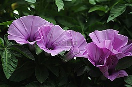 牽?；?花的,植物