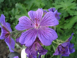 鲜花,cranesbill,蓝色