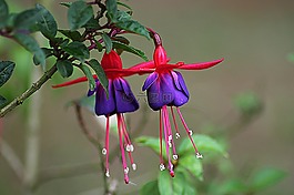 倒掛金鐘,花,開花