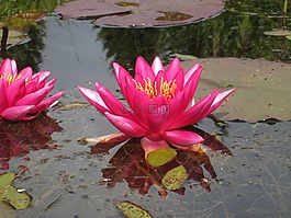 睡莲,水,花园