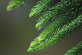 葉,雨,自然