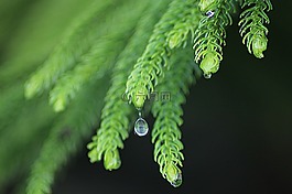 葉,雨,自然