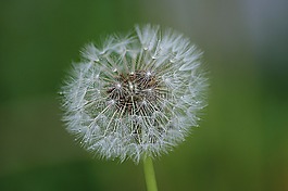 成熟水果,蒲公英,普通的蒲公英