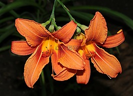 黃花菜,粉紅色,花