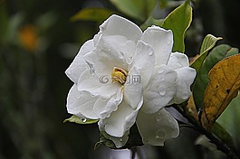 栀子,花的,植物