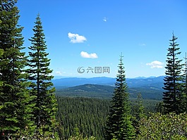 森林,天空,綠色