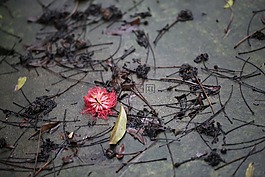 花,紅色,雨后