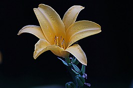 花,花的,植物