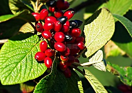 漿果,紅色,黑色