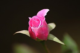 玫瑰,花,花的