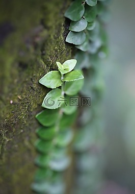 綠化,春,樹