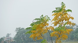 樹,自然,黃色